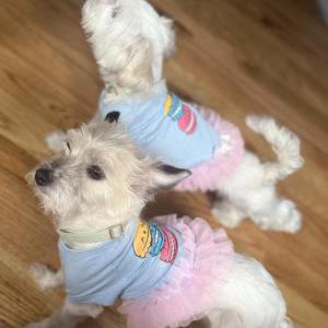 Image of khloe and koko, Lost Dog