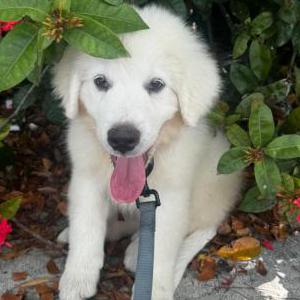 Lost Dog Cooper