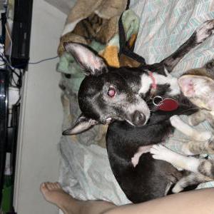 Image of Rosebud, Lost Dog