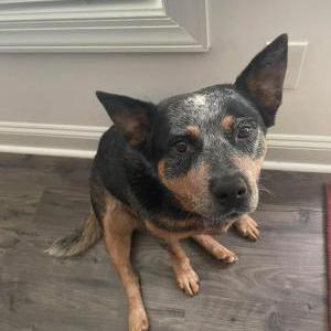 Lost Dog Nash