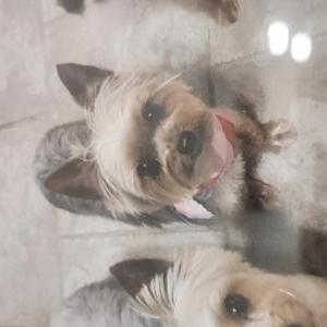 Lost Dog Britney