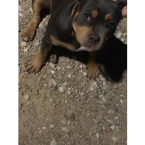 Lost Dog Strawberry