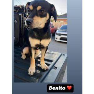 Lost Dog Benito