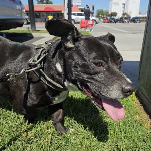 Image of Unknown, Found Dog