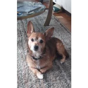 Lost Dog Starfox