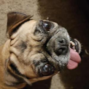 Image of Chica, Lost Dog
