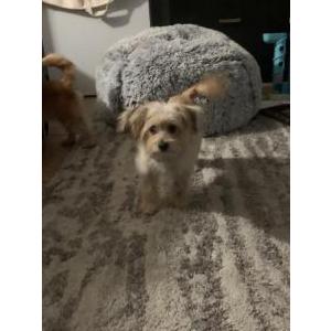Image of Luna, Lost Dog