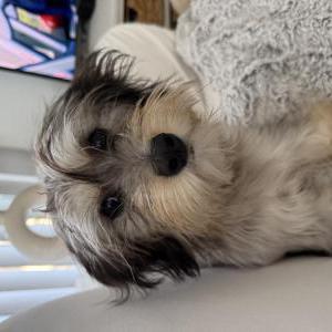 Image of Stella, Lost Dog