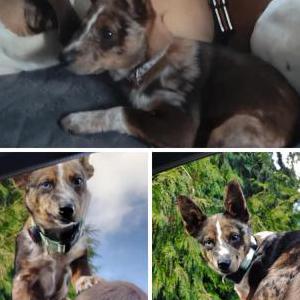 Lost Dog Mishka
