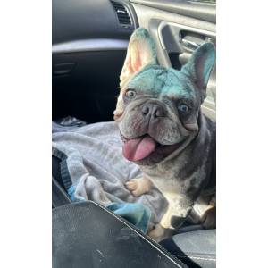 Image of Dinero, Lost Dog