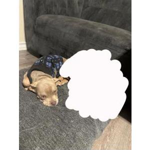 Image of Cinnamon, Lost Dog