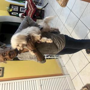 Image of Chase, Lost Dog