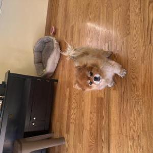 Image of Jessy, Lost Dog