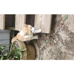 Image of Unknown, Found Cat