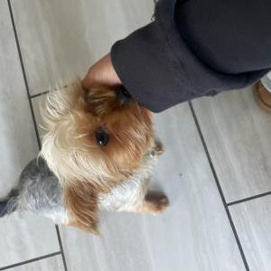 Image of Shakira, Lost Dog