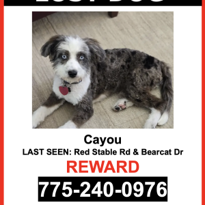 Image of Cayou, Lost Dog