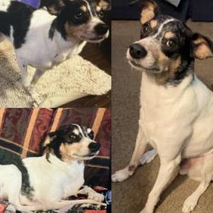 Lost Dog Brutus