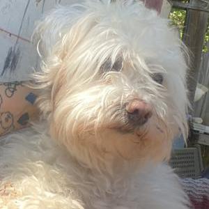 Image of Max, Lost Dog