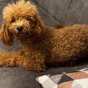 Lost Dog Lola
