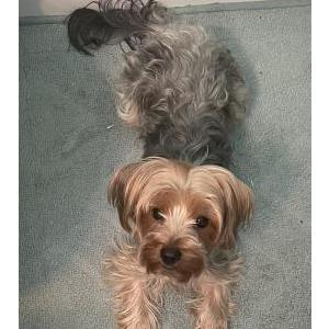 Lost Dog Leia
