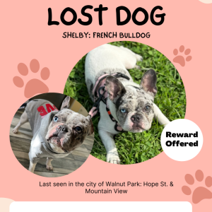 Lost Dog Shelby