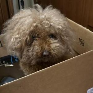 Found Dog Unknown