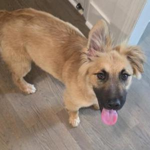 Image of Unknown, Found Dog