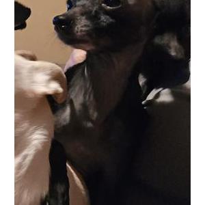 Image of Clementine, Lost Dog