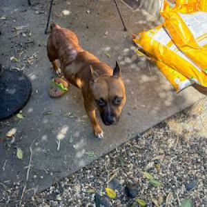Found Dog unknown