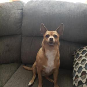 Image of Sasha, Lost Dog