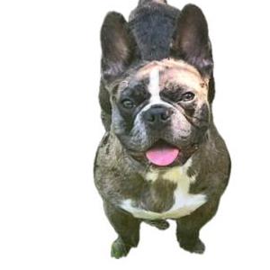 Lost Dog Tank