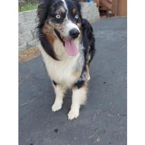 Found Dog Unknown