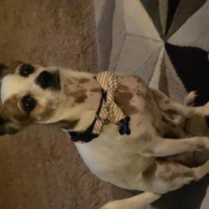 Image of Chester, Lost Dog