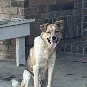 Image of Canelo, Lost Dog
