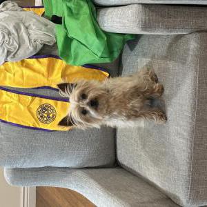 Lost Dog Princess