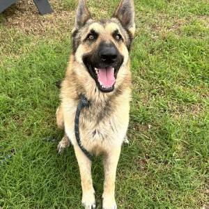 Image of Unknown, Found Dog