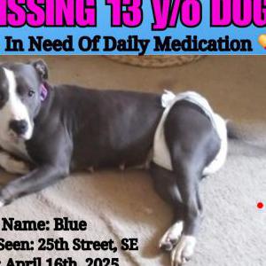 Image of Blue, Lost Dog