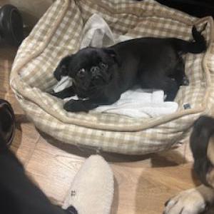 Image of NIKO, Lost Dog