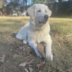 Lost Dog Ellie Mae