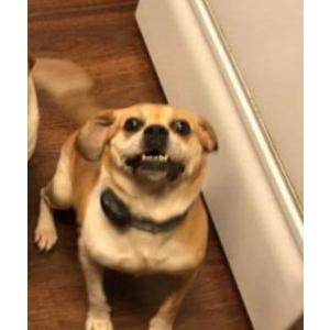 Image of Penny, Lost Dog