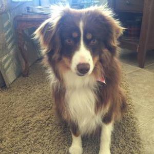 Image of Gwennie, Lost Dog