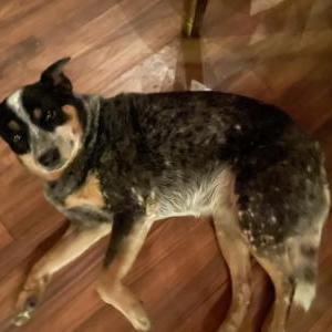 Image of Lucy, Lost Dog