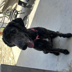 Image of Luna, Lost Dog