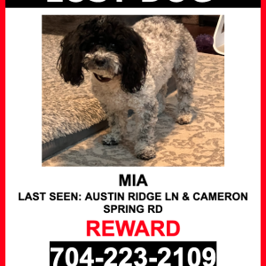 Image of MIA, Lost Dog