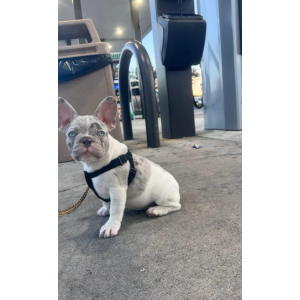 Image of Nova/Black, Lost Dog