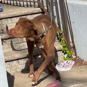 Lost Dog Blu