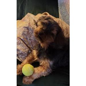 Image of Samoa, Lost Dog