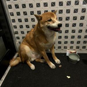 Lost Dog Rocky