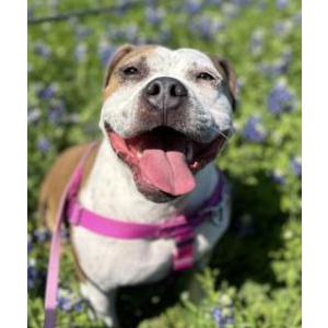 Lost Dog Suzy