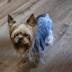 2nd Image of Jurnee, Lost Dog